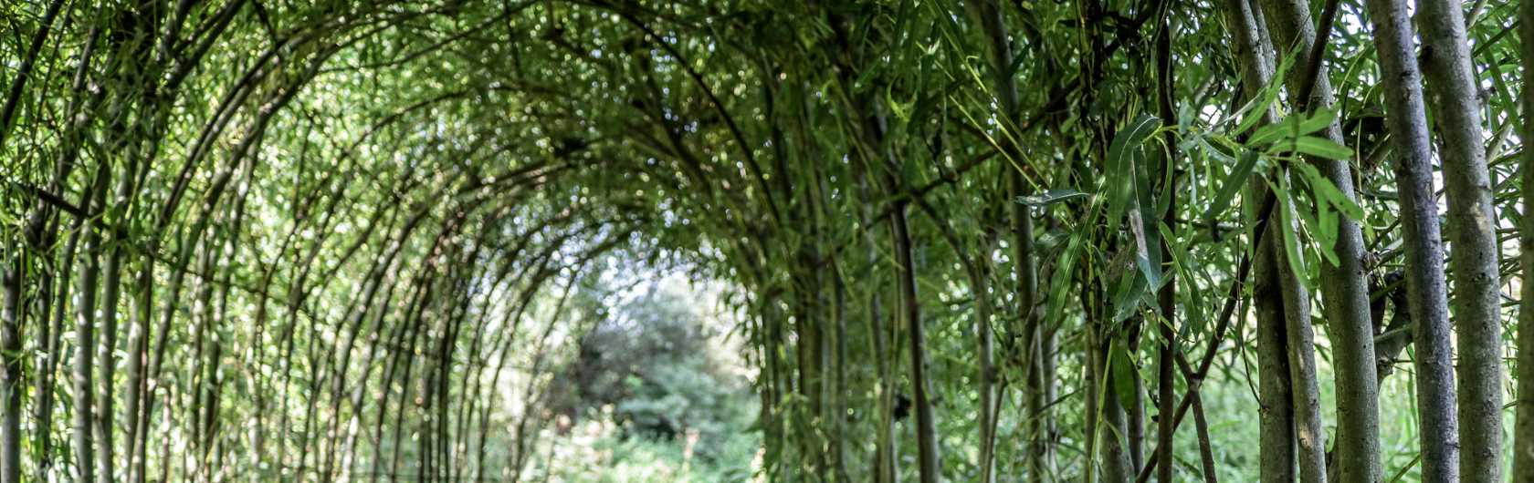 Les tunnels en saule)